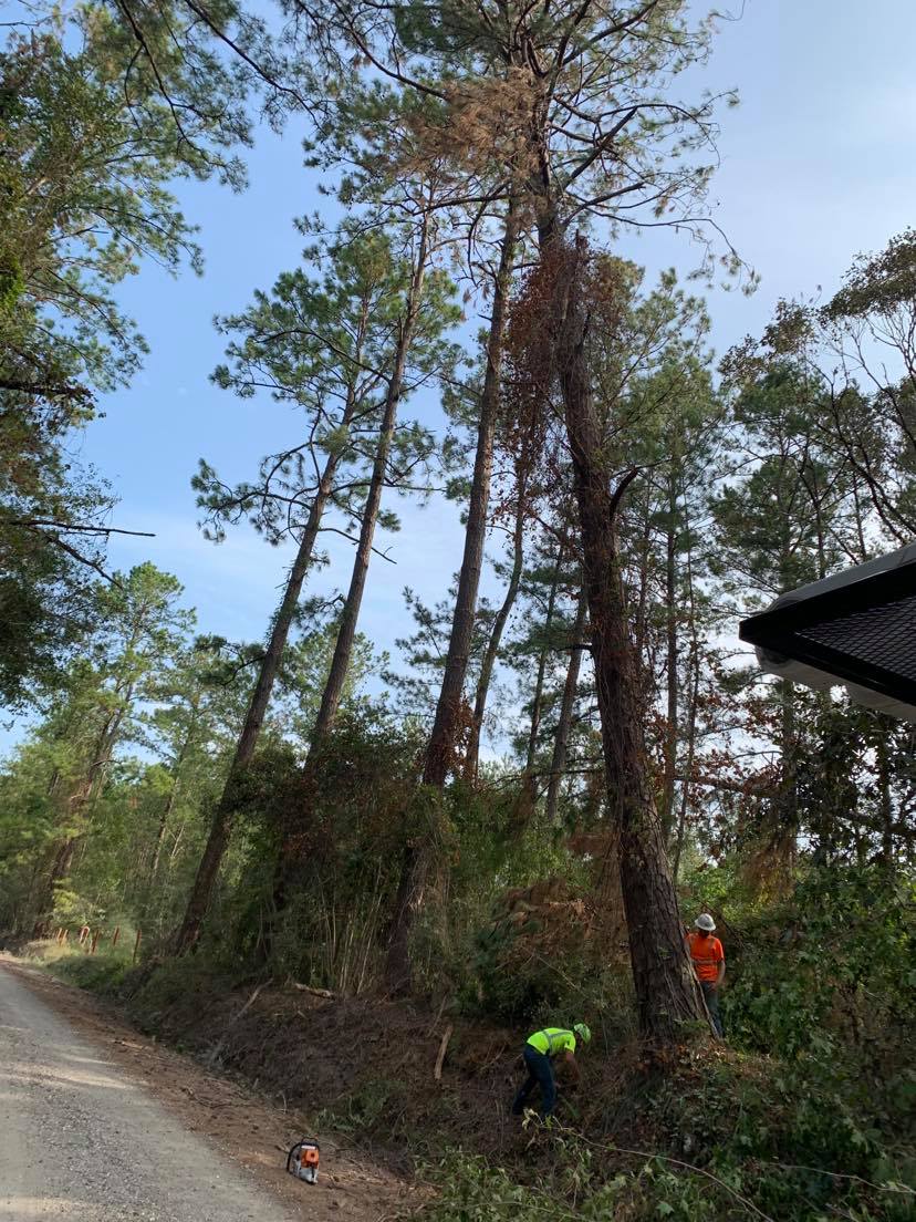 JNF Tree Service 618 . 541 . 8494