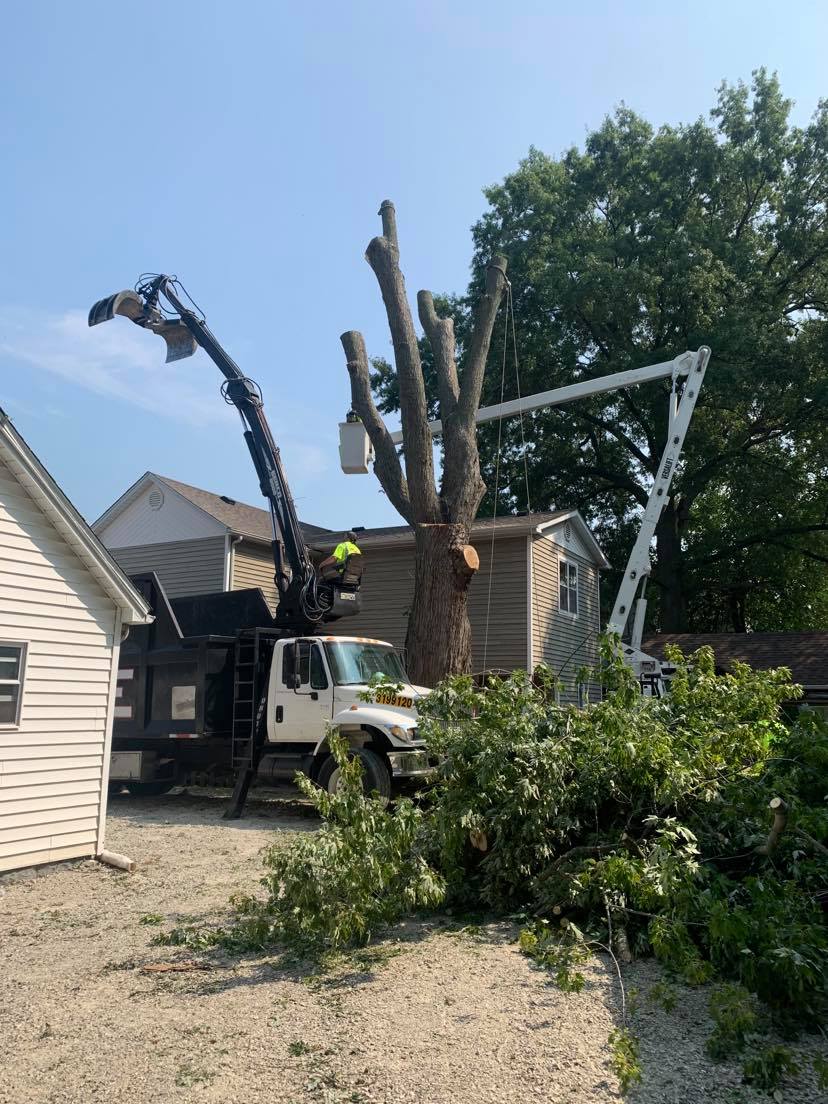 JNF Tree Service 618 . 541 . 8494