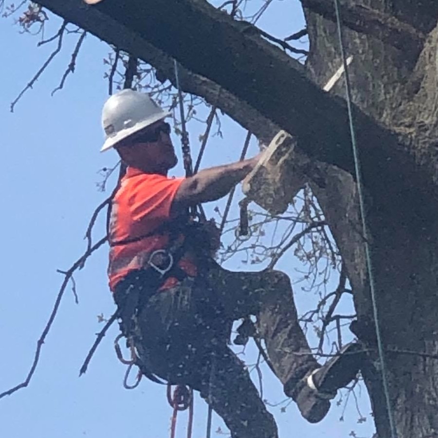 About JNF Tree Service